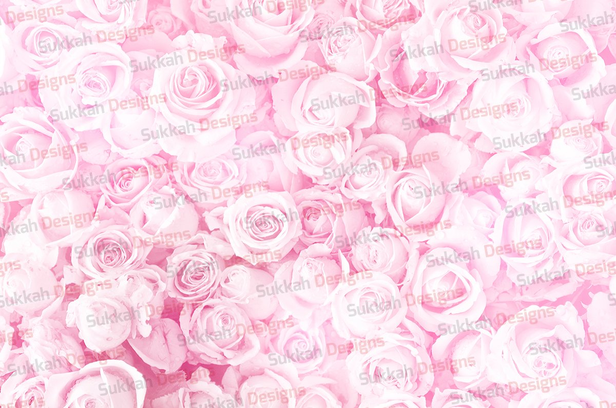 Pink Roses