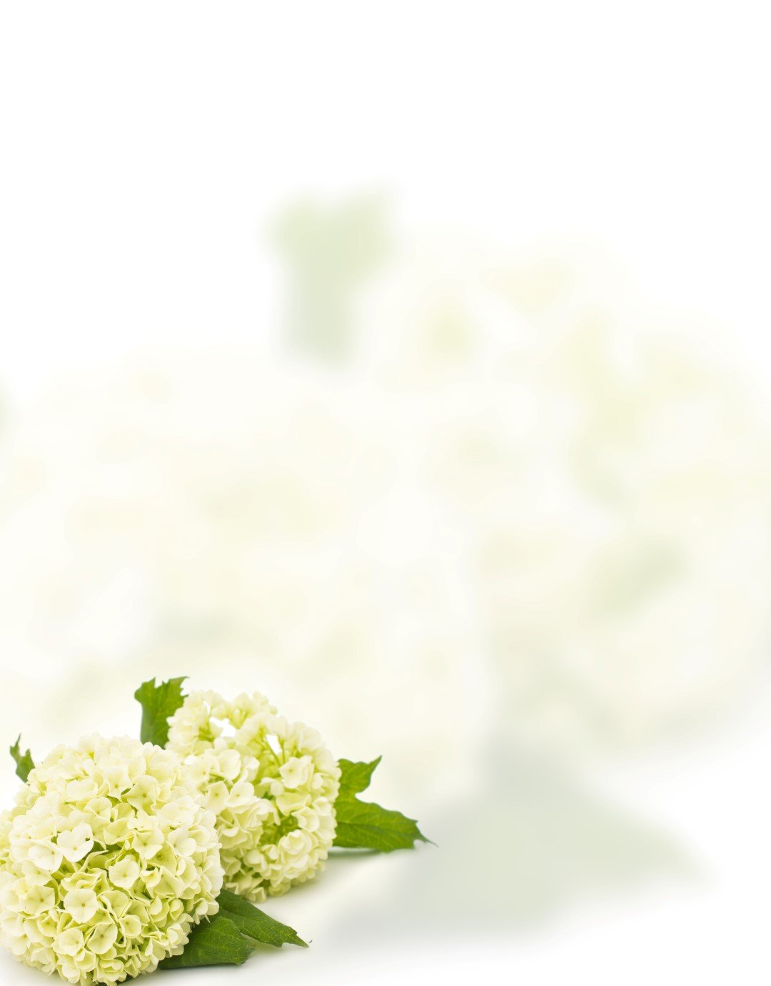 Winter Hydrangeas